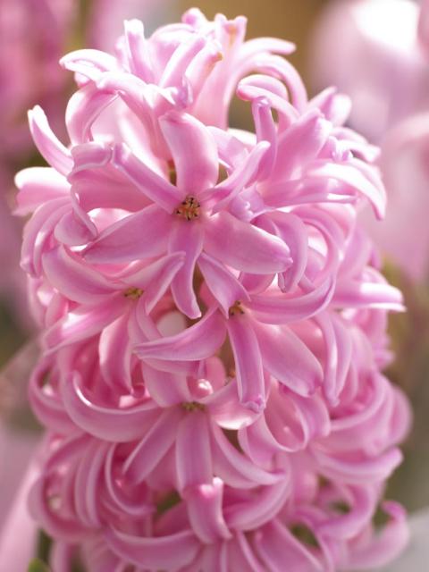 hyacinth