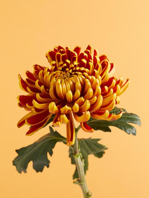 Chrysant | gouden geluksbloem | Chrysantemum