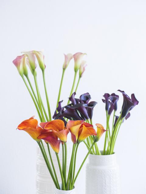 calla | kelkbloem | vaderdag bloemen | symboliek calla