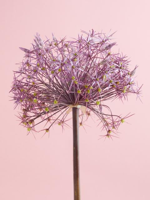 allium | sierui | bloem geslaagd