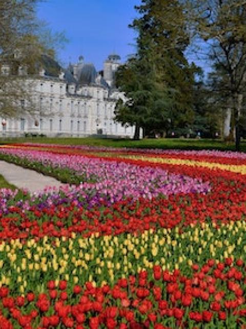 Ruban de tulipes au château de Cheverny _Lajoiedesfleurs