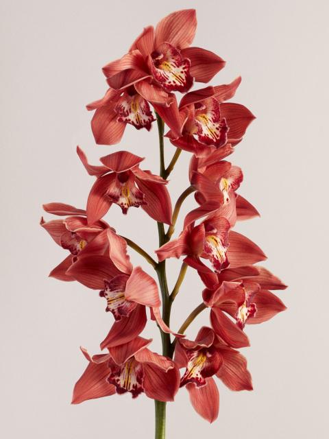 cymbidium | orchidee | mooiwatbloemendoen