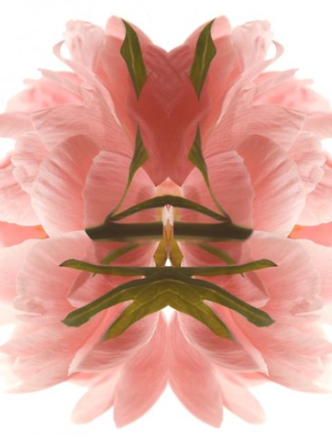 lajoiedesfleurs.fr art miroir fleurs photo expo Florence Verrier