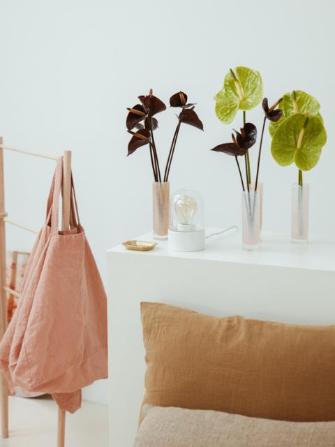 Remplissez votre maison de tendres anthuriums | Lajoiedesfleurs.fr