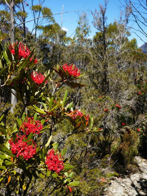 Overland Track Lajoiedesfleurs.fr